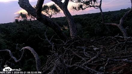 NE Florida Eagles Live Webcam - May 21, 2026, 8:32pm EDT
