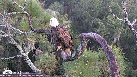 NE Florida Eagles Live Webcam - Sep 13, 2026, 7:01am EDT