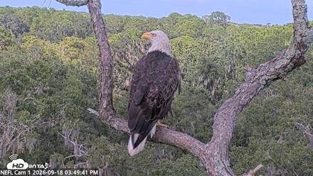 NE Florida Eagles Live Webcam - Sep 18, 2026, 3:50pm EDT