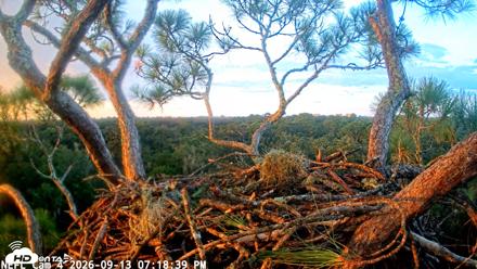 NE Florida Eagles Live Webcam - Sep 13, 2026, 7:19pm EDT