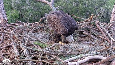 NE Florida Eagles Live Webcam - Sep 7, 2026, 7:25pm EDT