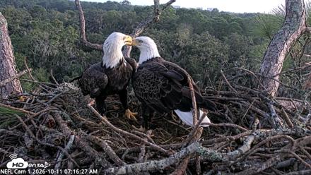 NE Florida Eagles Live Webcam - Oct 11, 2026, 7:17am EDT