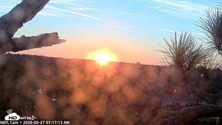 NE Florida Eagles Live Webcam - Sep 27, 2026, 7:18am EDT
