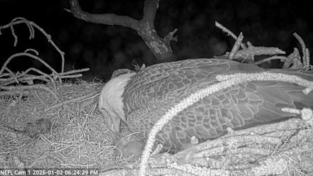 NE Florida Eagles Live Webcam - Jan 2, 2026, 6:25pm EST