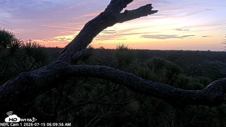 NE Florida Eagles Live Webcam - Jul 15, 2026, 6:11am EDT