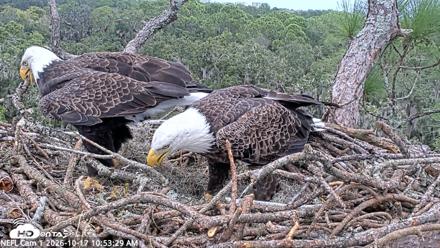NE Florida Eagles Live Webcam - Oct 17, 2026, 10:54am EDT