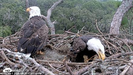 NE Florida Eagles Live Webcam - Sep 24, 2026, 7:08pm EDT