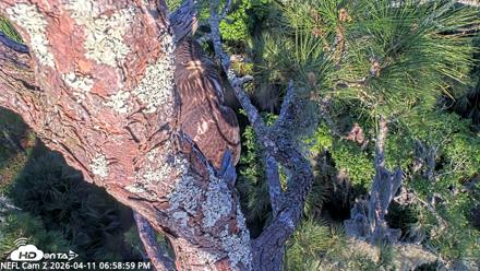 NE Florida Eagles Live Webcam - Apr 11, 2026, 6:59pm EDT