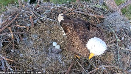 NE Florida Eagles Live Webcam - Dec 31, 2025, 7:20am EST