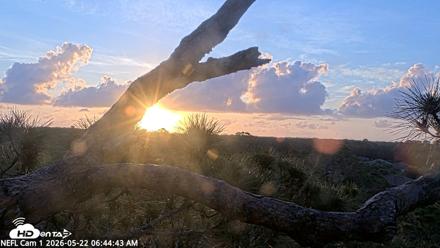 NE Florida Eagles Live Webcam - May 22, 2026, 6:45am EDT