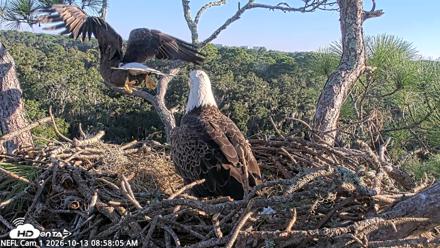 NE Florida Eagles Live Webcam - Oct 13, 2026, 8:59am EDT