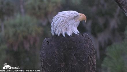 NE Florida Eagles Live Webcam - Aug 21, 2026, 6:40am EDT