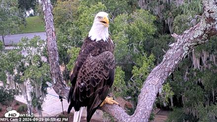 NE Florida Eagles Live Webcam - Sep 29, 2026, 6:51pm EDT