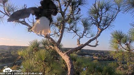 NE Florida Eagles Live Webcam - Sep 26, 2026, 7:50am EDT