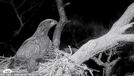 NE Florida Eagles Live Webcam - Apr 29, 2026, 10:09pm EDT