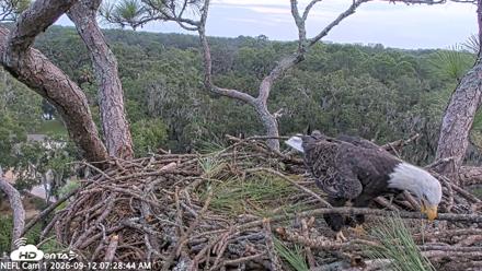 NE Florida Eagles Live Webcam - Sep 12, 2026, 7:29am EDT