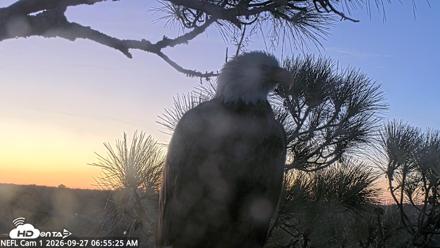 NE Florida Eagles Live Webcam - Sep 27, 2026, 6:56am EDT
