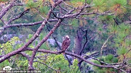NE Florida Eagles Live Webcam - Aug 4, 2026, 8:04am EDT