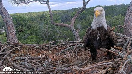 NE Florida Eagles Live Webcam - May 13, 2026, 11:06am EDT