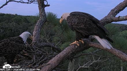 NE Florida Eagles Live Webcam - Sep 7, 2026, 7:54pm EDT