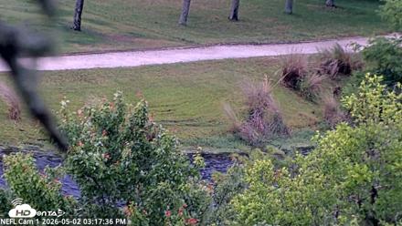 NE Florida Eagles Live Webcam - May 2, 2026, 3:18pm EDT