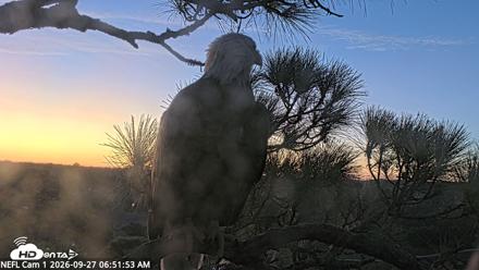 NE Florida Eagles Live Webcam - Sep 27, 2026, 6:52am EDT