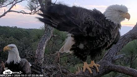 NE Florida Eagles Live Webcam - Oct 11, 2026, 7:33am EDT