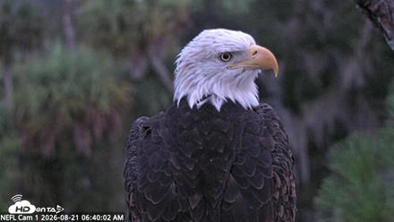 NE Florida Eagles Live Webcam - Aug 21, 2026, 6:41am EDT