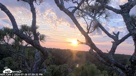 NE Florida Eagles Live Webcam - Jul 26, 2026, 8:00pm EDT