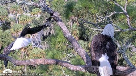 NE Florida Eagles Live Webcam - Sep 22, 2026, 10:13am EDT