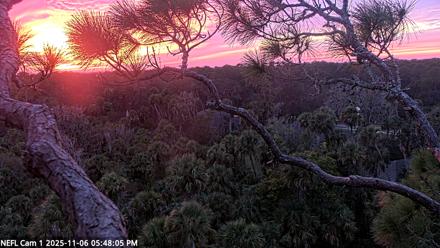 NE Florida Eagles Live Webcam - Nov 6, 2025, 5:49pm EST