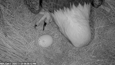 NE Florida Eagles Live Webcam - Nov 23, 2025, 8:37pm EST
