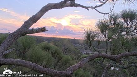NE Florida Eagles Live Webcam - Sep 20, 2026, 7:41am EDT