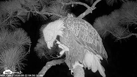 NE Florida Eagles Live Webcam - Aug 22, 2026, 4:57am EDT
