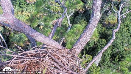 NE Florida Eagles Live Webcam - Jul 25, 2026, 8:40am EDT