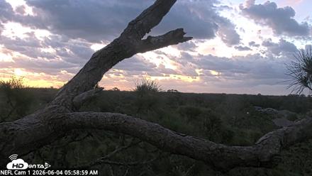NE Florida Eagles Live Webcam - Jun 4, 2026, 6:00am EDT