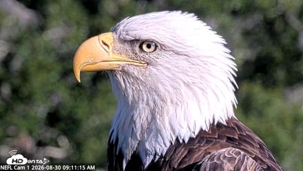 NE Florida Eagles Live Webcam - Aug 30, 2026, 9:13am EDT