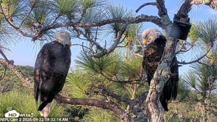 NE Florida Eagles Live Webcam - Sep 22, 2026, 8:33am EDT