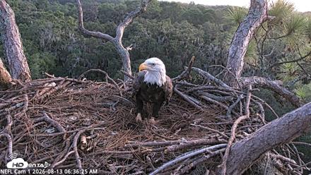 NE Florida Eagles Live Webcam - Aug 13, 2026, 6:37am EDT