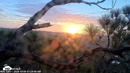 NE Florida Eagles Live Webcam - Oct 4, 2026, 7:26am EDT