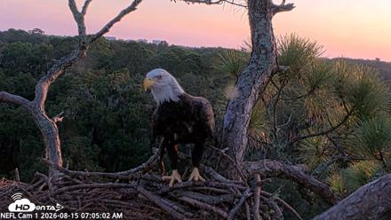 NE Florida Eagles Live Webcam - Aug 15, 2026, 7:06am EDT
