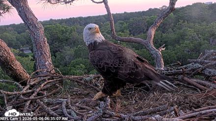 NE Florida Eagles Live Webcam - May 6, 2026, 6:35am EDT