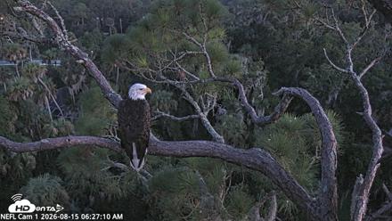 NE Florida Eagles Live Webcam - Aug 15, 2026, 6:28am EDT