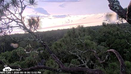 NE Florida Eagles Live Webcam - Jun 18, 2026, 6:14pm EDT