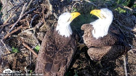 NE Florida Eagles Live Webcam - Apr 18, 2026, 8:39am EDT