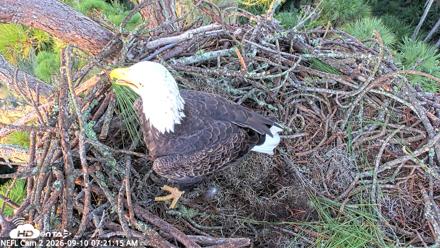 NE Florida Eagles Live Webcam - Sep 10, 2026, 7:22am EDT
