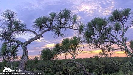 NE Florida Eagles Live Webcam - Jul 12, 2026, 8:02pm EDT