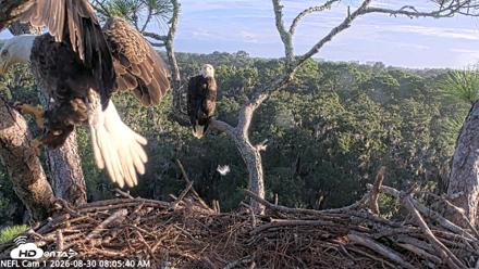 NE Florida Eagles Live Webcam - Aug 30, 2026, 8:06am EDT