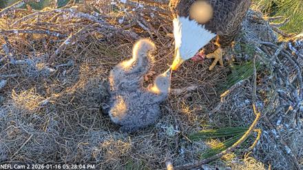 NE Florida Eagles Live Webcam - Jan 16, 2026, 5:28pm EST