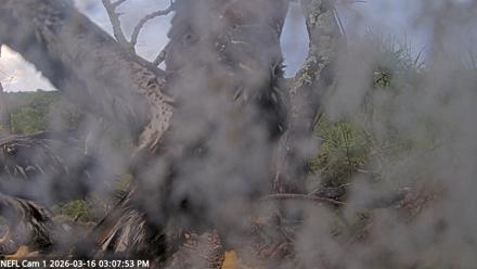 NE Florida Eagles Live Webcam - Mar 16, 2026, 3:08pm EDT